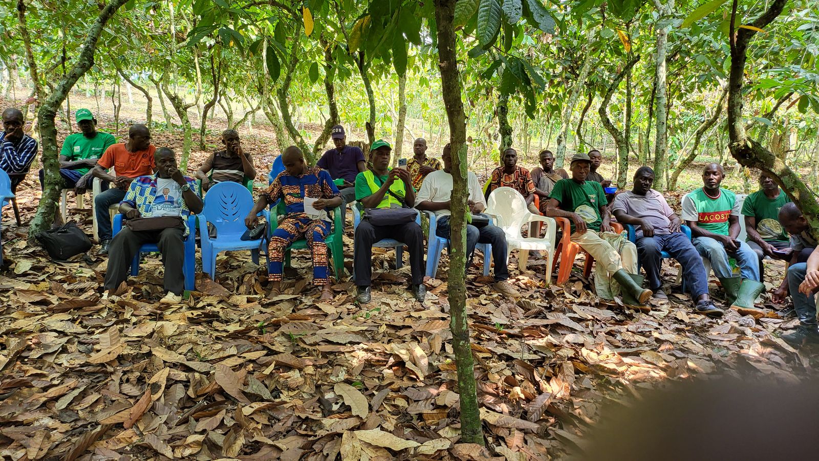 COOP-CA-ECAAF cooperative members gathered in the cocoa grove, Affery