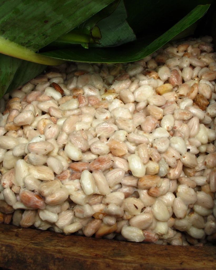 Fresh cocoa beans fermenting under banana leaves