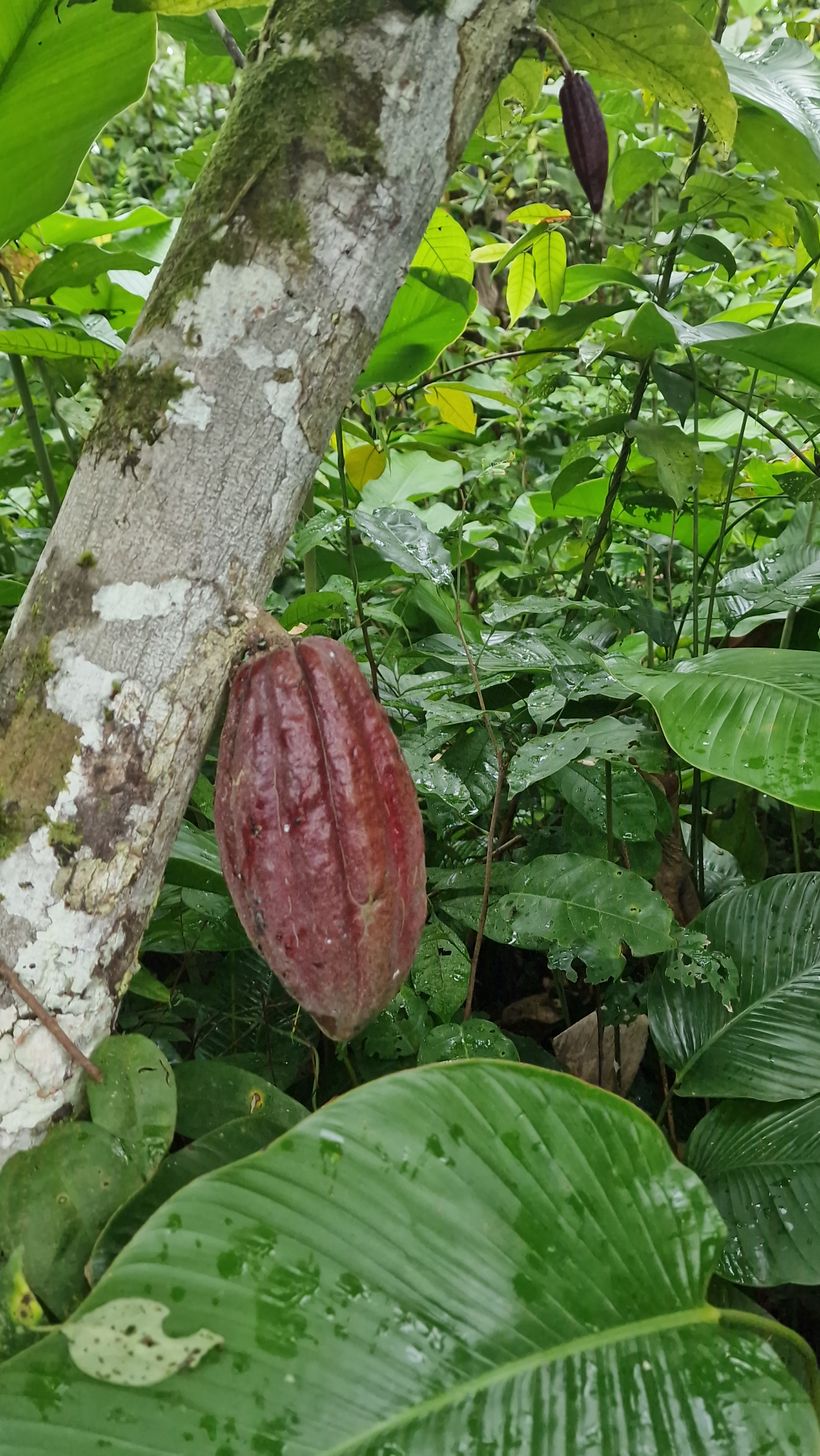 Cocoa pod grown under shade in Affery