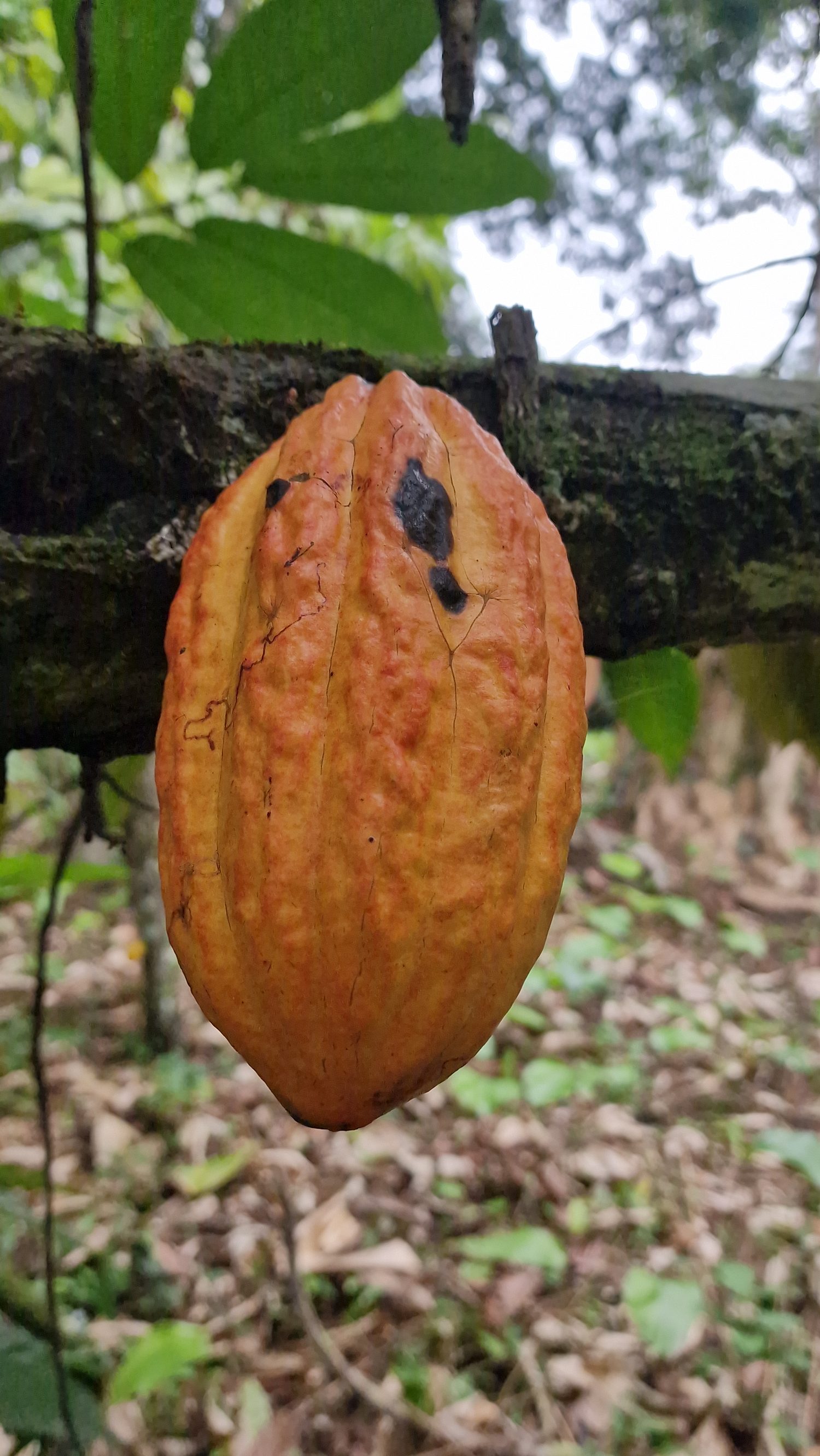 Ripe single-origin cocoa pod on the branch, Affery, Côte d'Ivoire