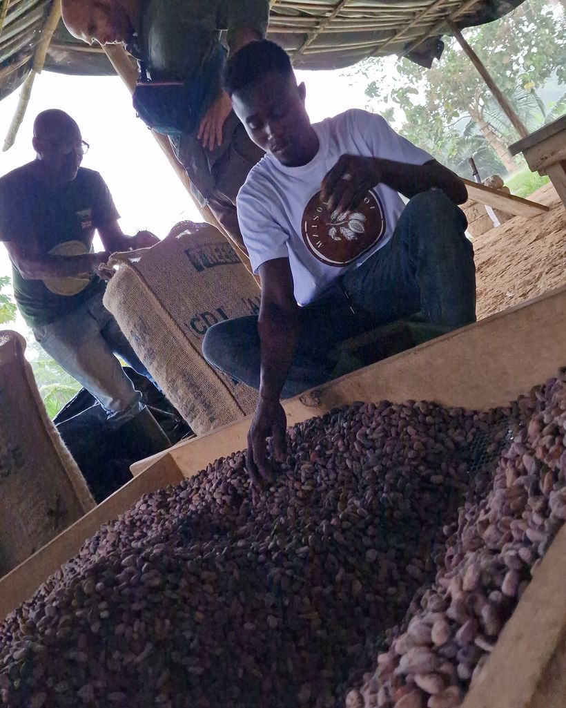 Cocoa beans turned and sorted by hand at the cooperative