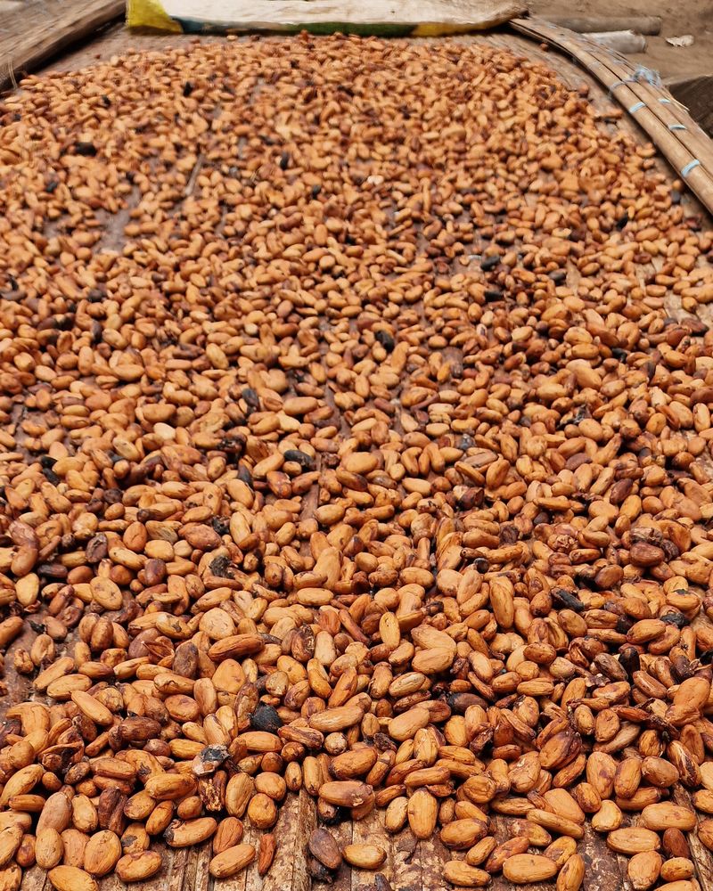 Single-origin cocoa beans drying on a bamboo rack, Affery